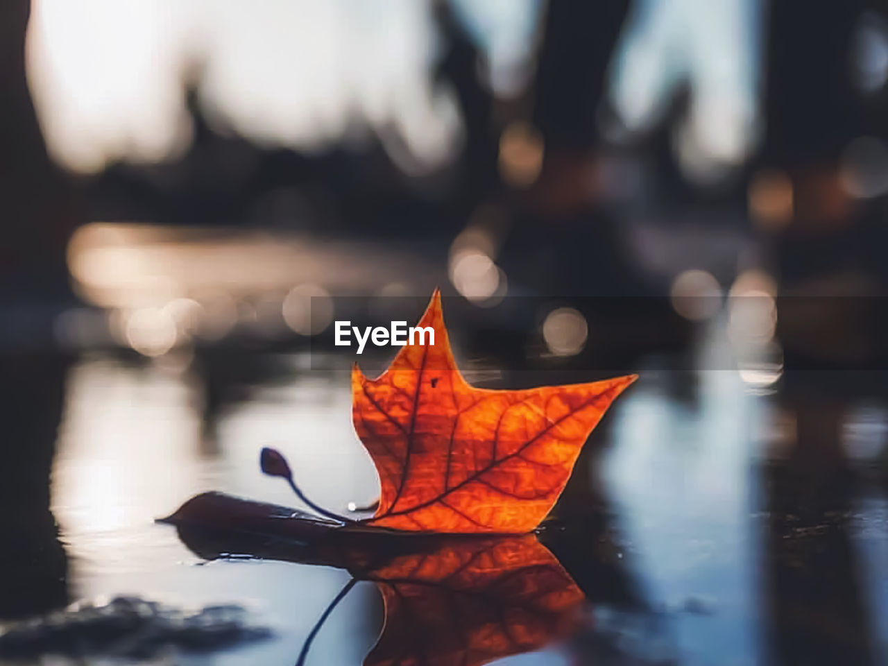 Close-up of orange leaf on water