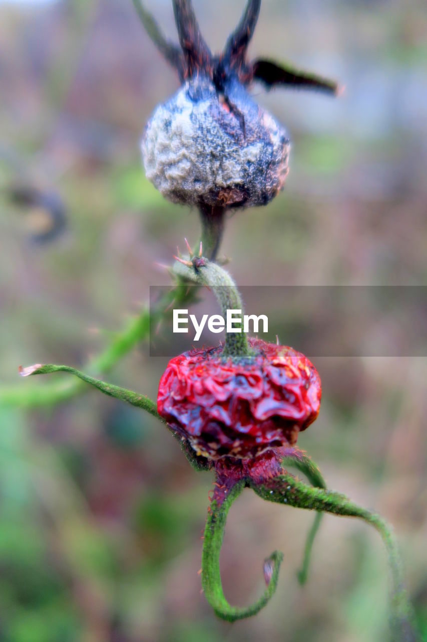 Close-up of rotten rose hips