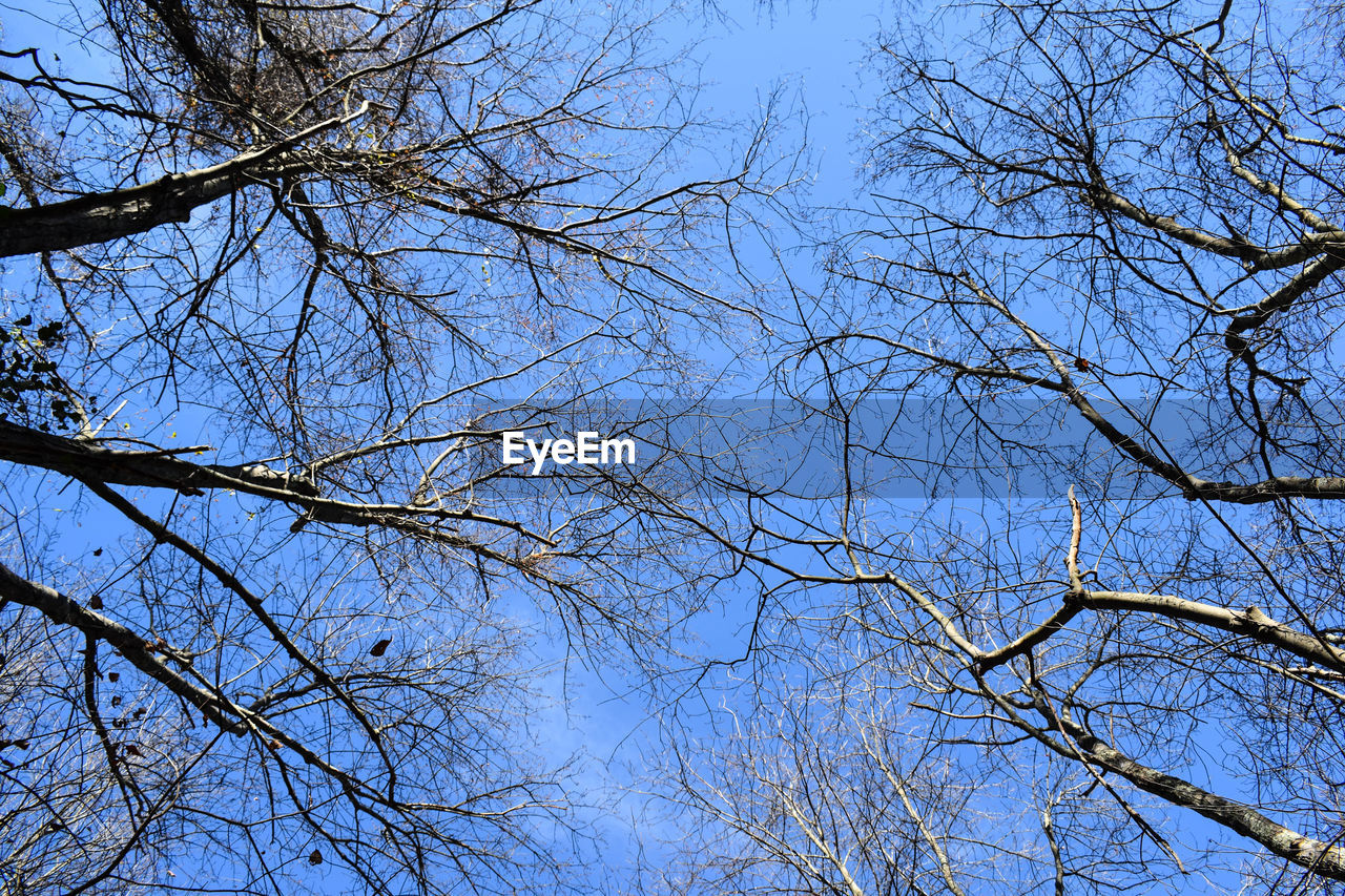 LOW ANGLE VIEW OF TREE AGAINST BLUE SKY