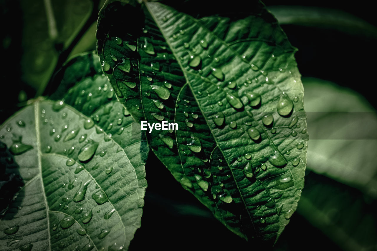 Close-up of raindrops on leaves