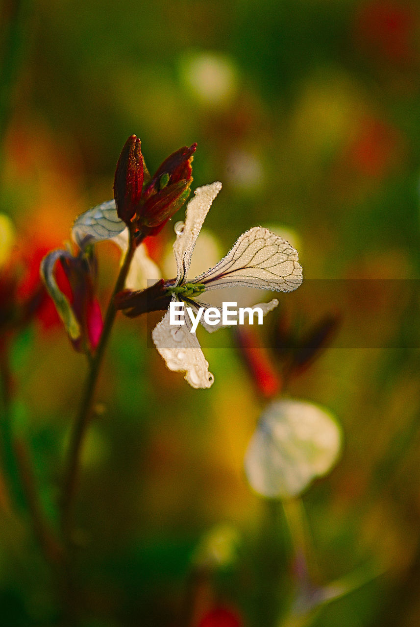 CLOSE-UP OF BUTTERFLY POLLINATING ON PLANT