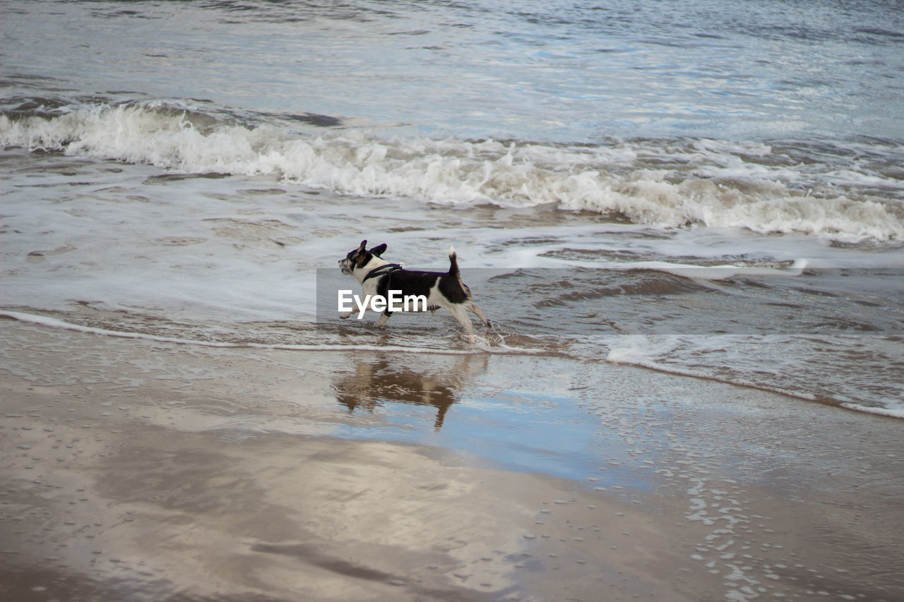 Dog running in water at beach