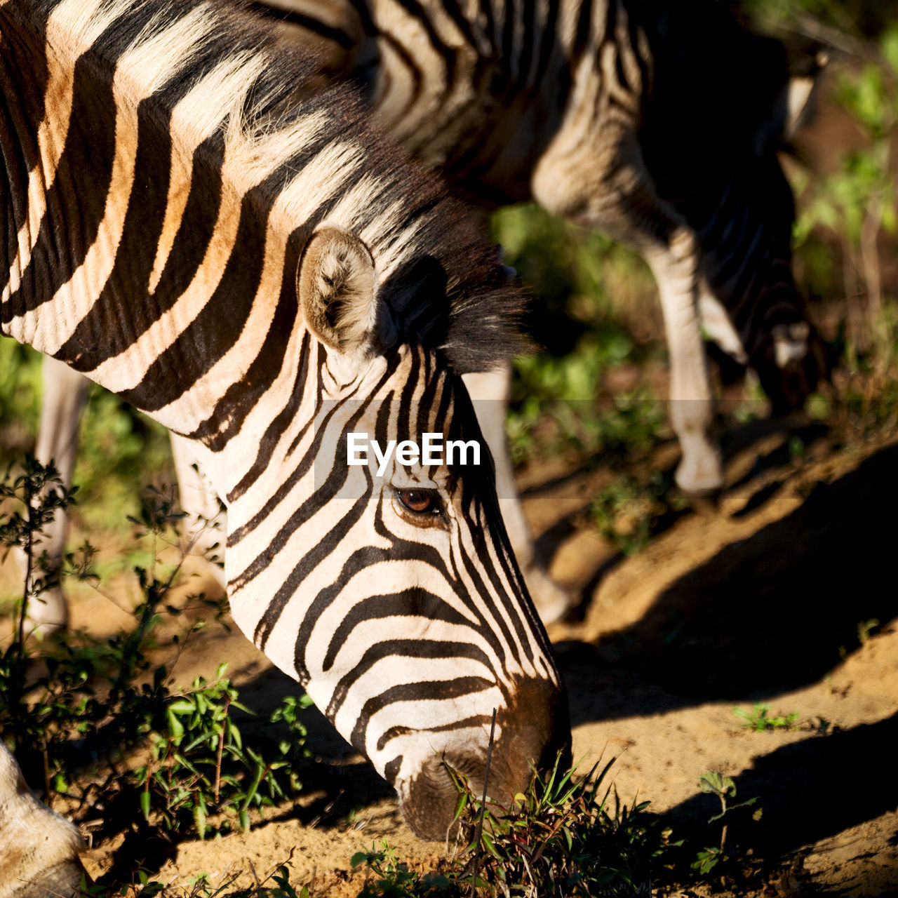 CLOSE-UP OF A HORSE ON FIELD