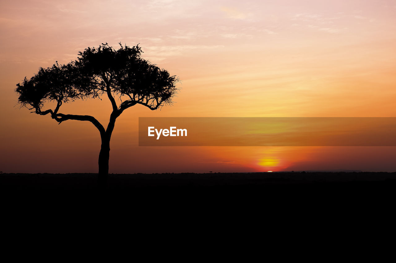 Sunrise behind an iconic acacia tree in the maasai mara