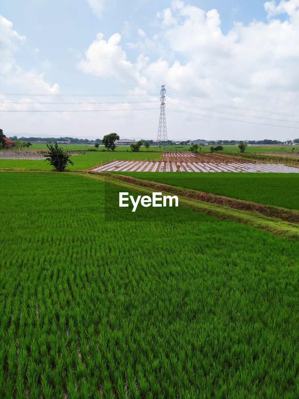 Scenic view of agricultural field against sky