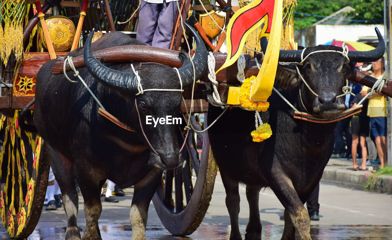 Buffalo in fancy parade