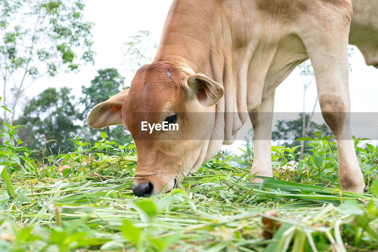 CLOSE-UP OF HORSE GRAZING IN FIELD