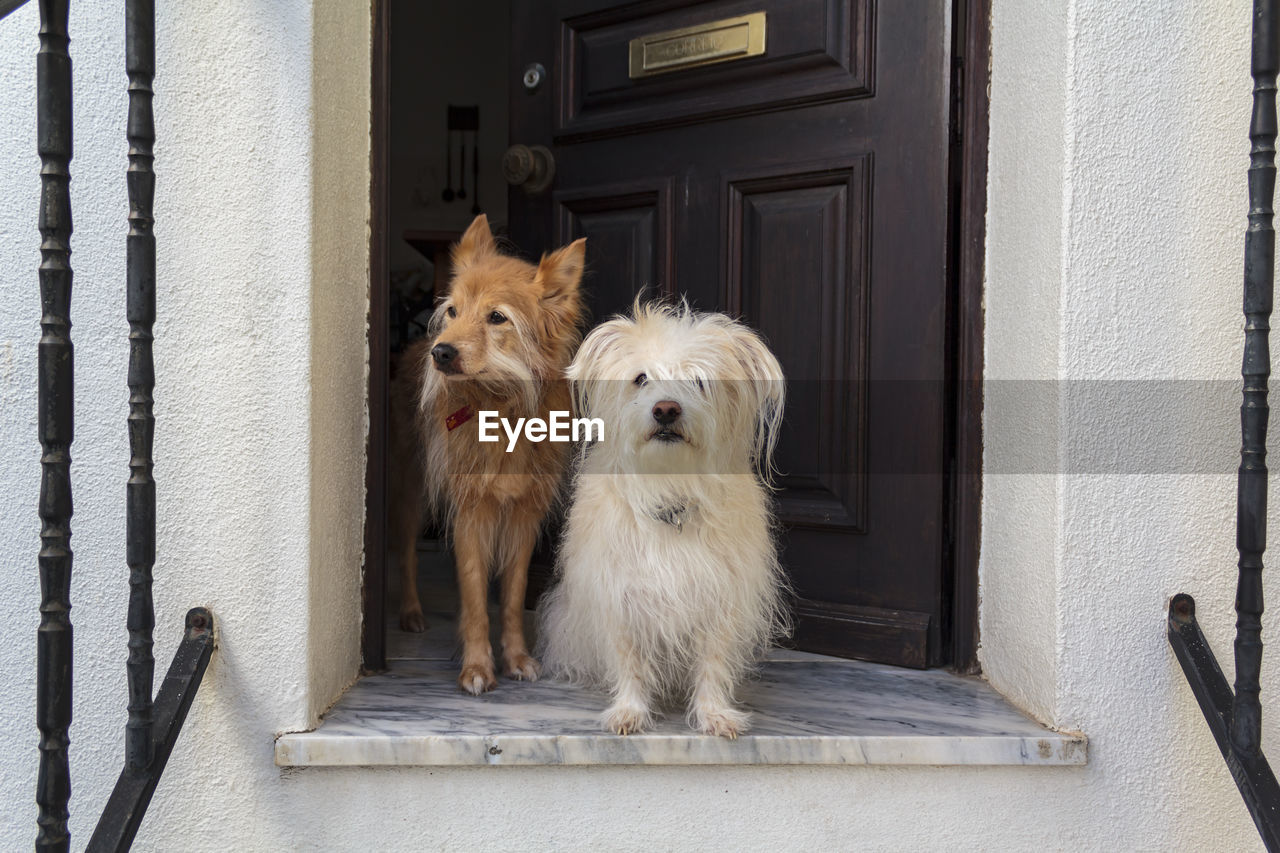 Two dogs at the doorstep