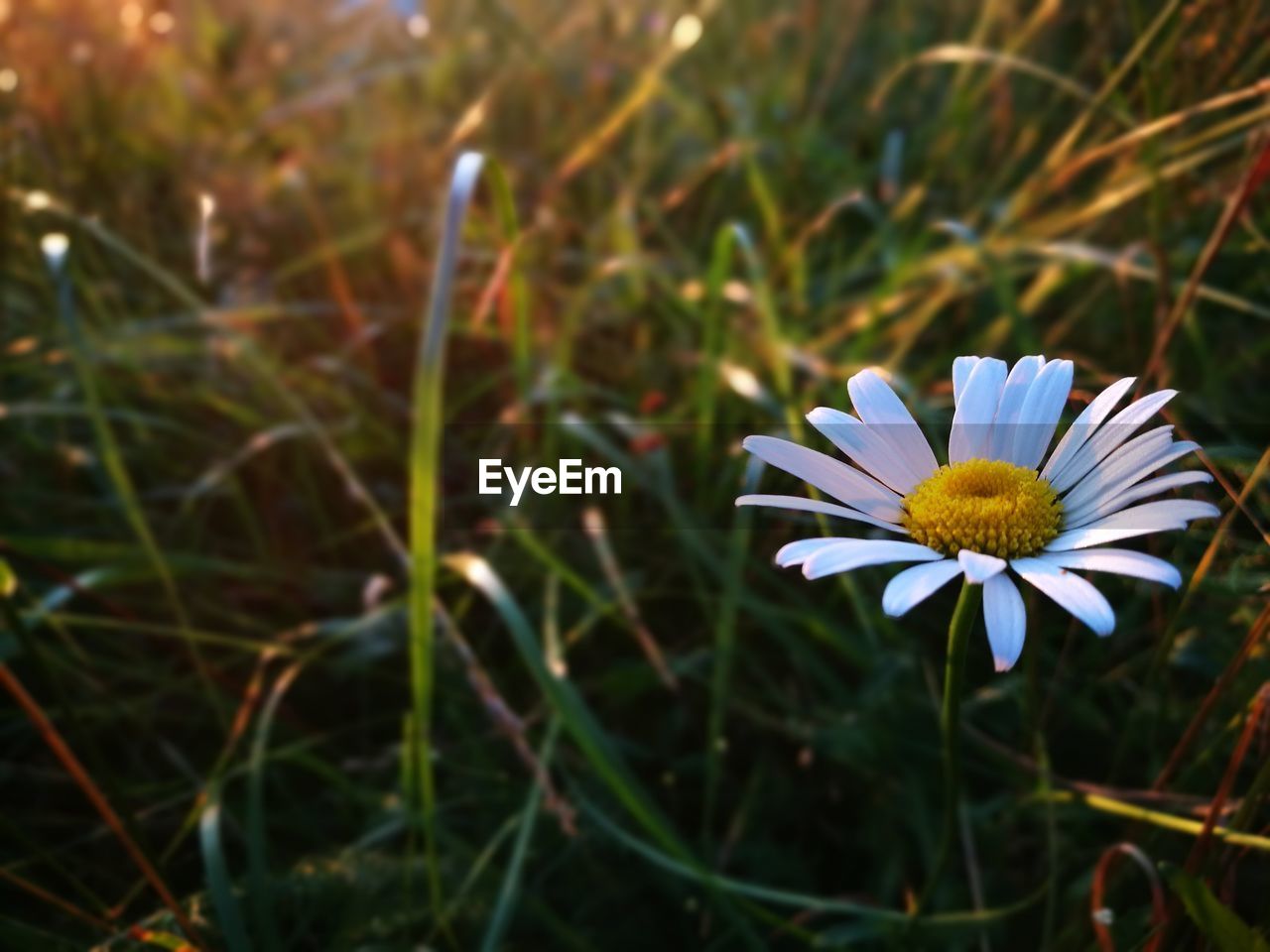 CLOSE-UP OF FLOWER