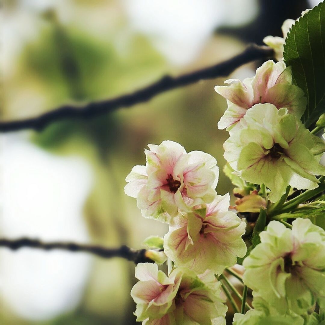 Close-up of apple blossoms in spring