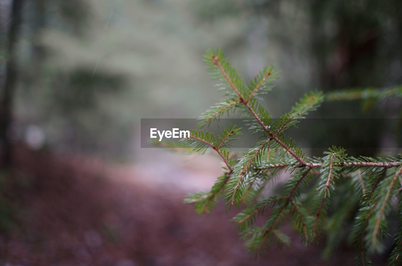 CLOSE-UP OF TREE BRANCH