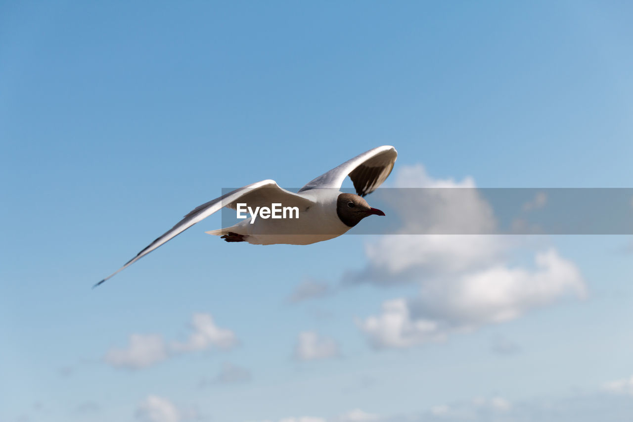 Seagull flying against clear sky