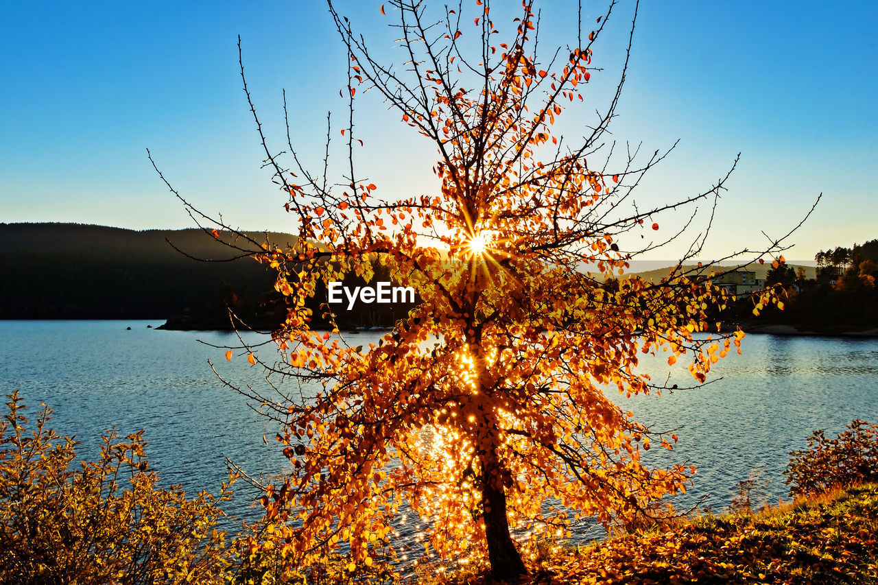 PLANT BY LAKE AGAINST SKY DURING AUTUMN