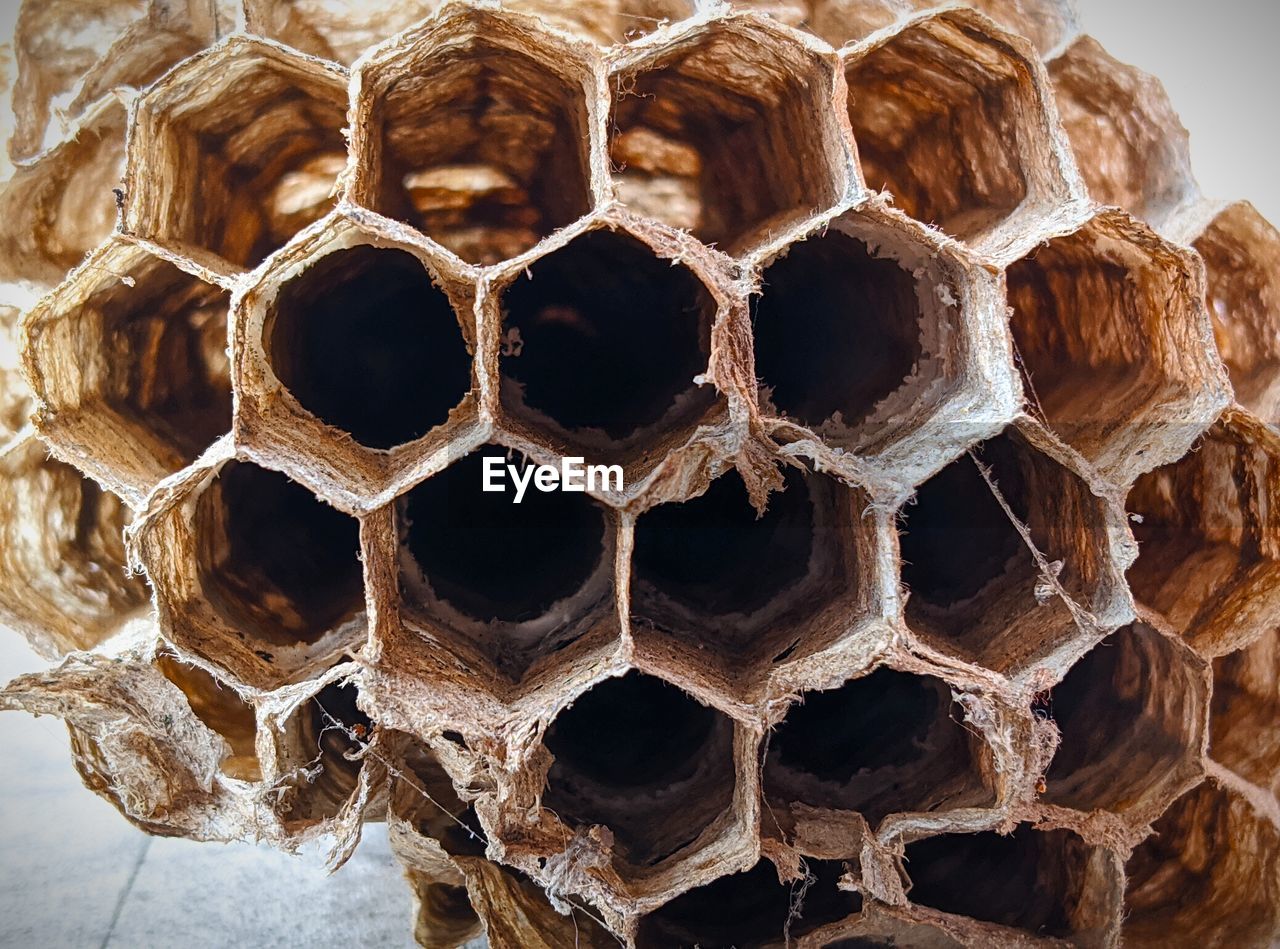 CLOSE-UP OF AN INSECT ON A LEAF