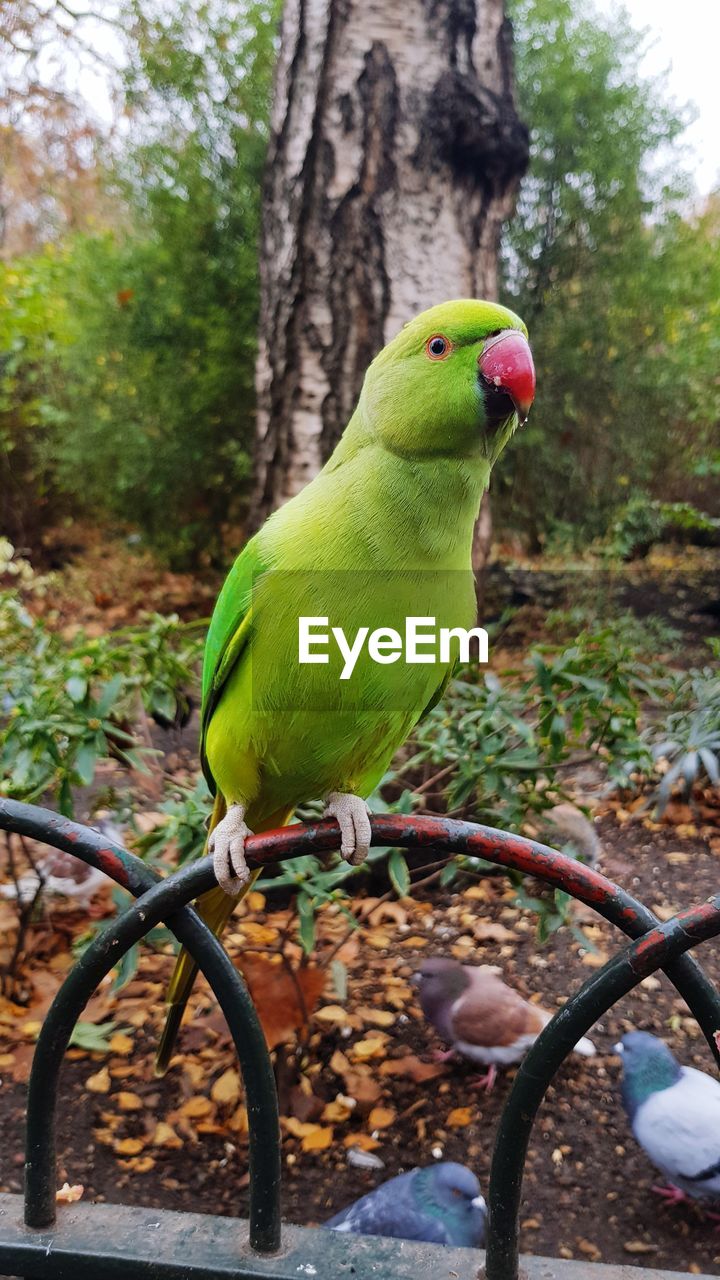 CLOSE-UP OF PARROT PERCHING ON A TREE