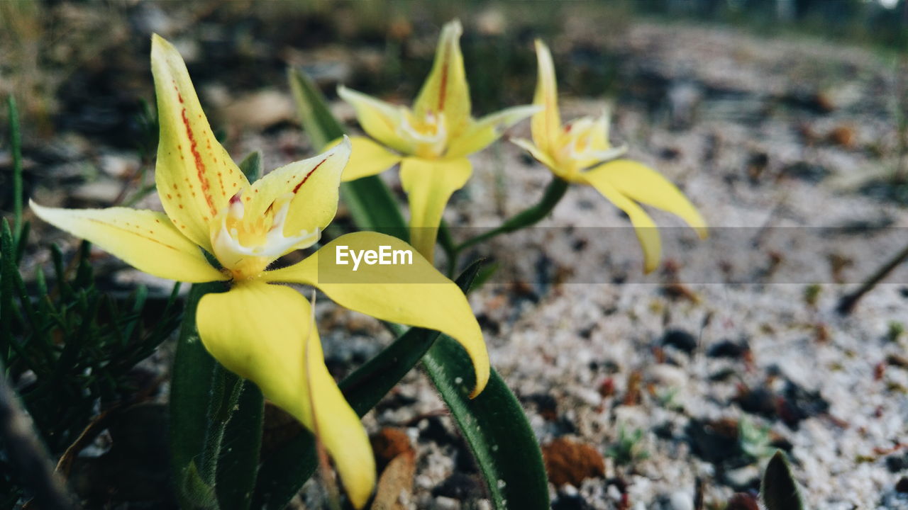 CLOSE-UP OF YELLOW FLOWER GROWING OUTDOORS