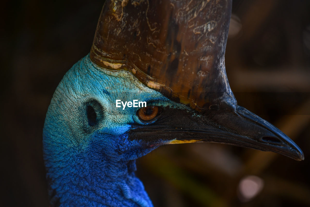 CLOSE-UP OF PEACOCK