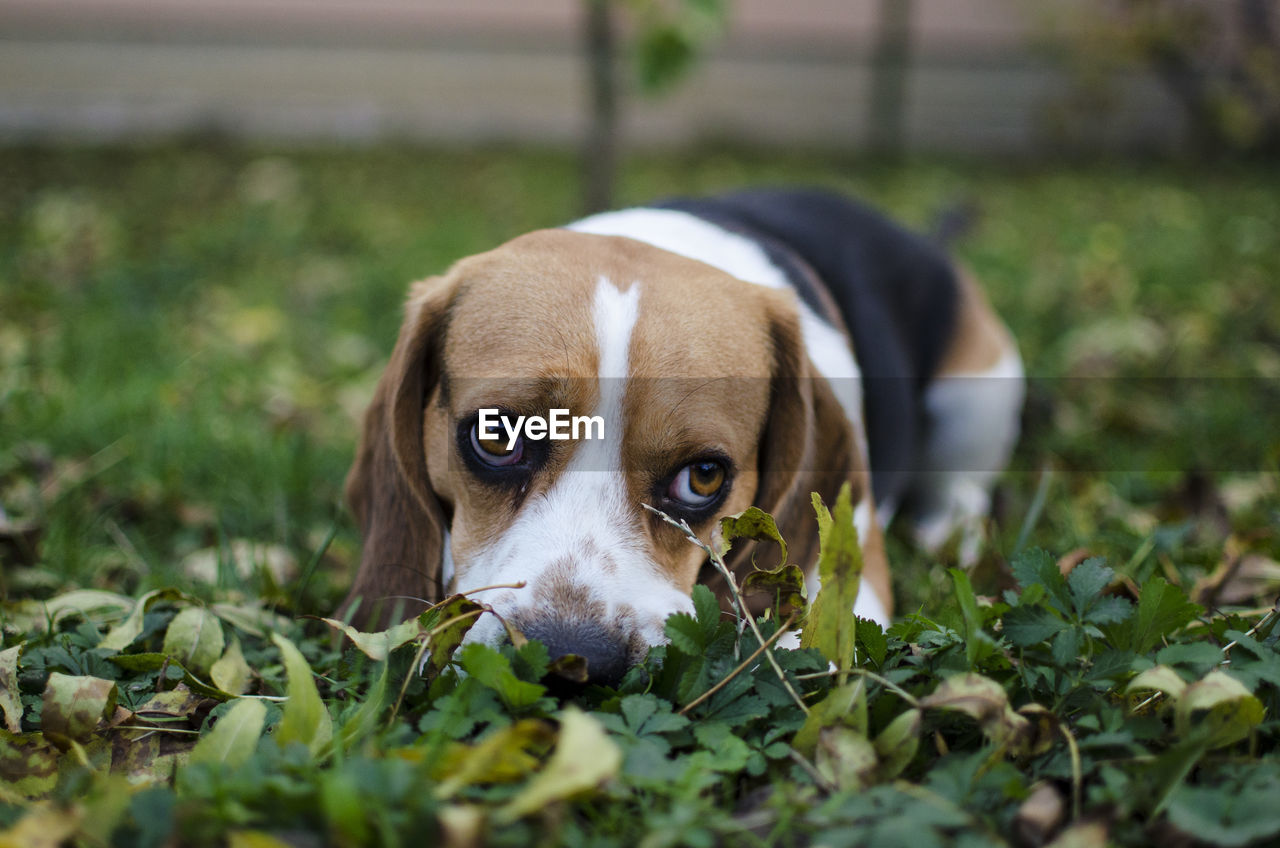 Close-up portrait of dog on field