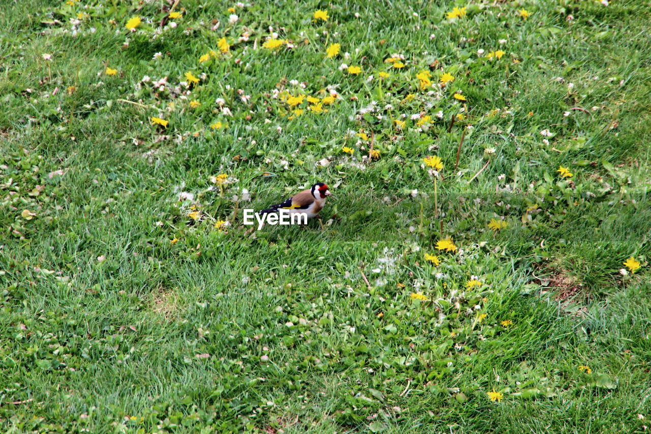 HIGH ANGLE VIEW OF BIRD ON FIELD