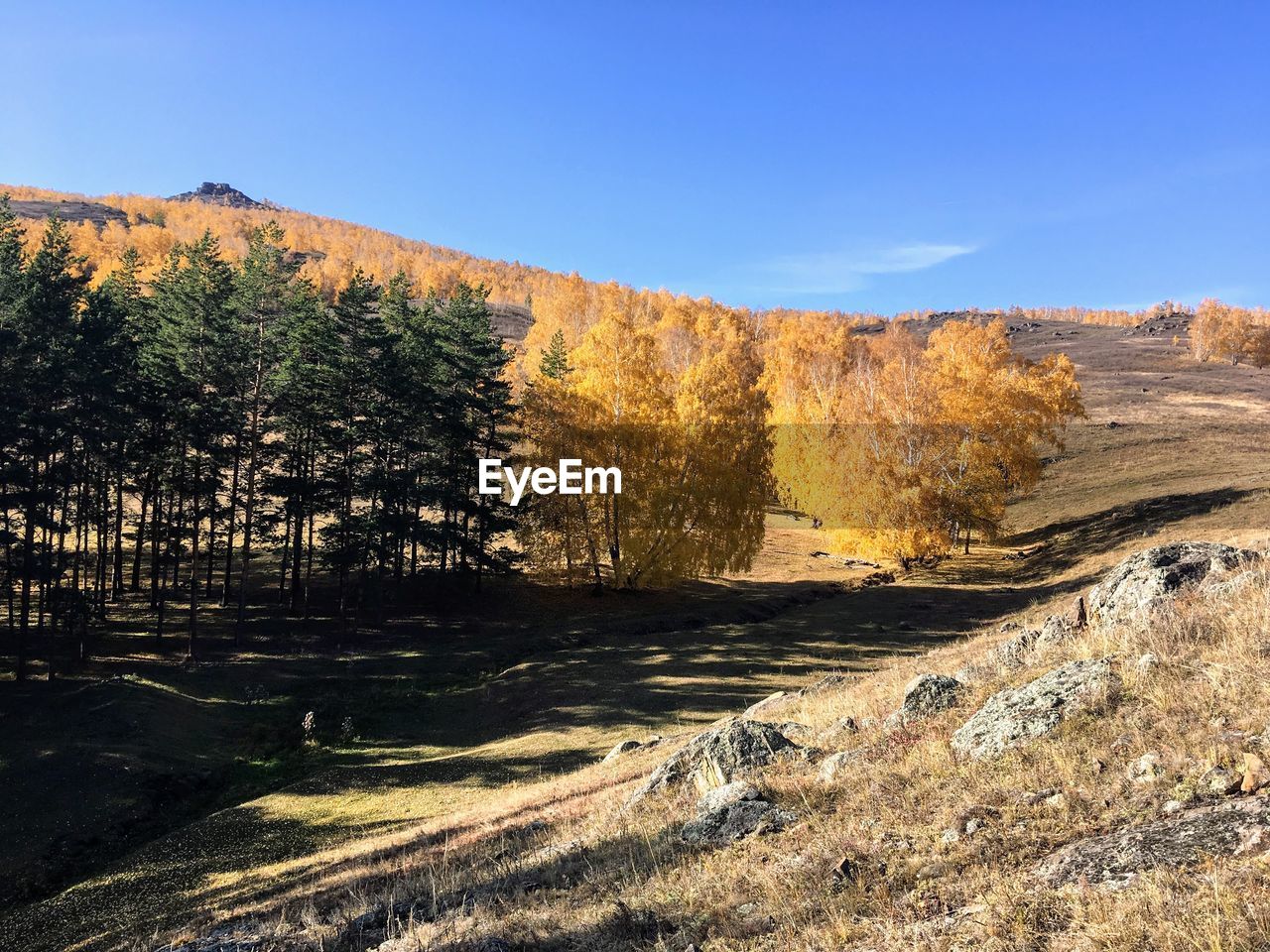 SCENIC VIEW OF TREES ON FIELD AGAINST CLEAR SKY