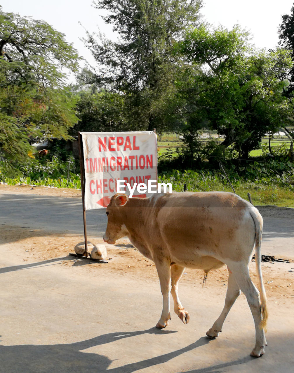 Cow walking on road by sign