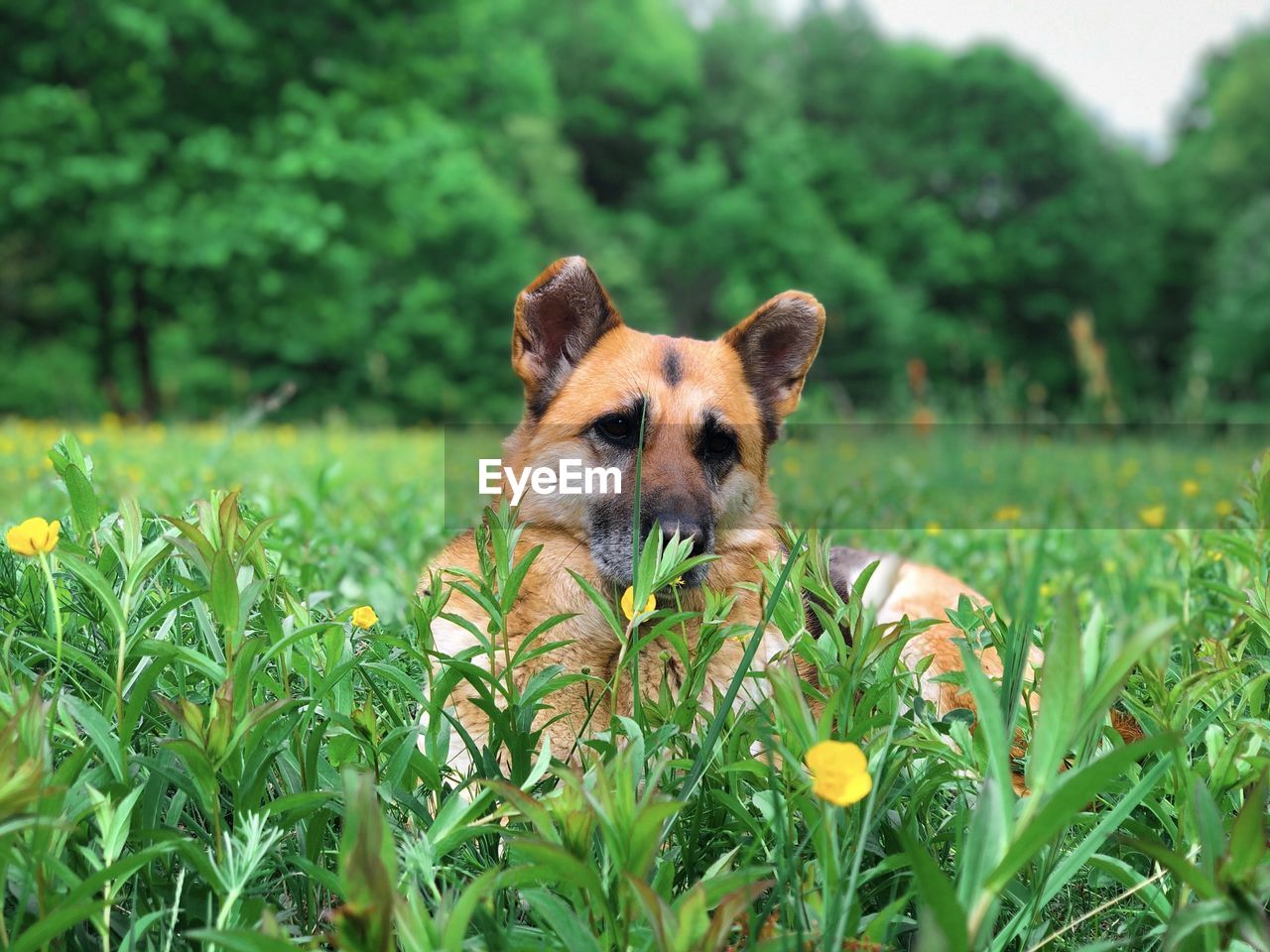 German shepherd lying down in green grass