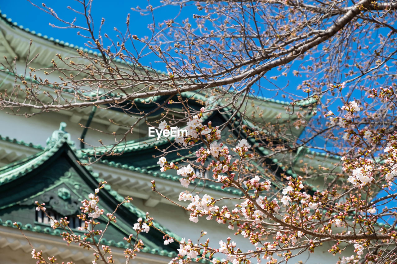 LOW ANGLE VIEW OF CHERRY BLOSSOM PLANTS AGAINST SKY