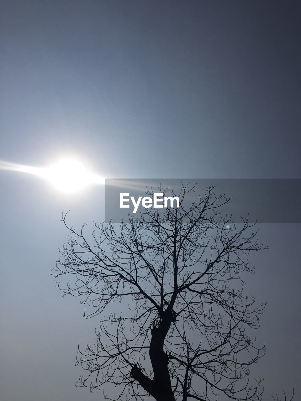 BARE TREE AGAINST SKY