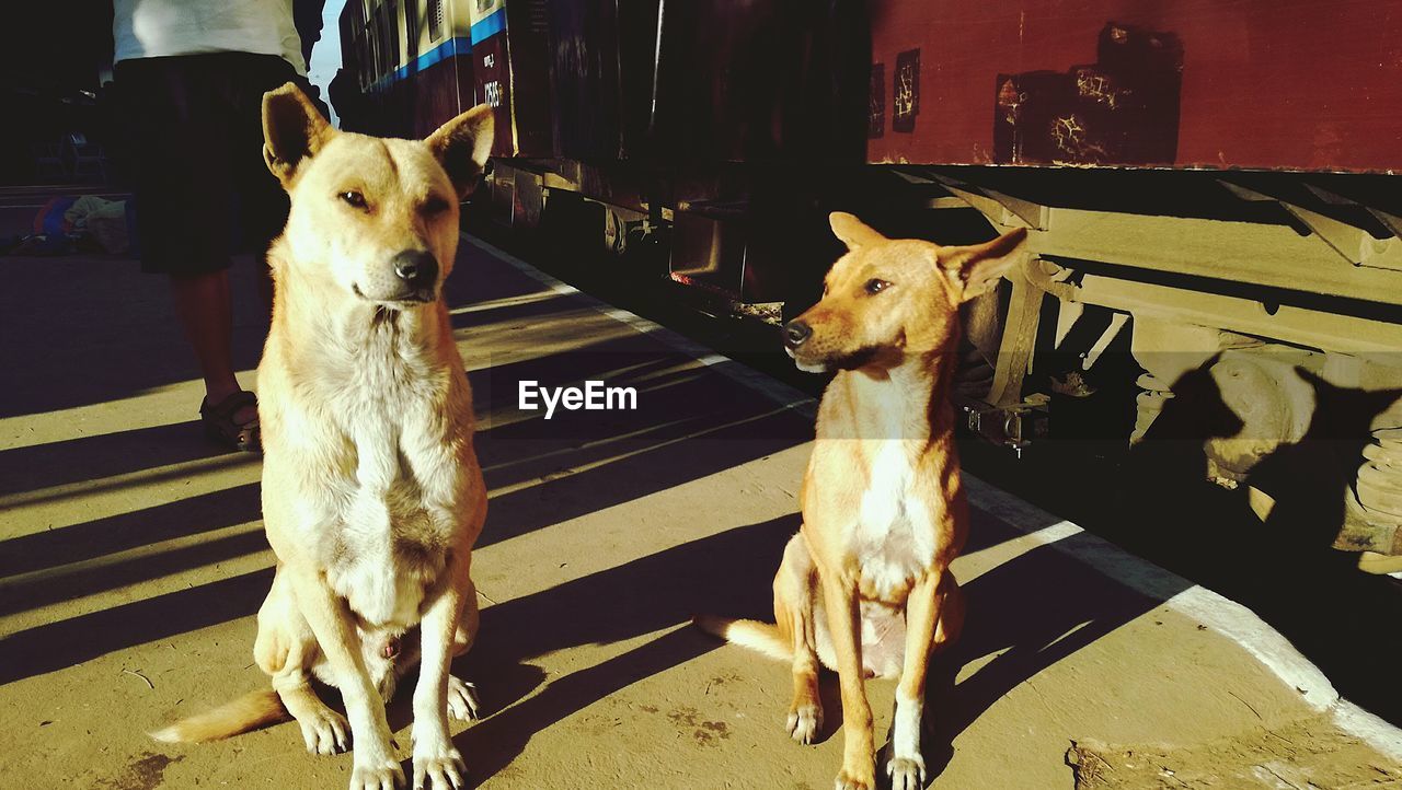 PORTRAIT OF TWO DOGS OUTDOORS