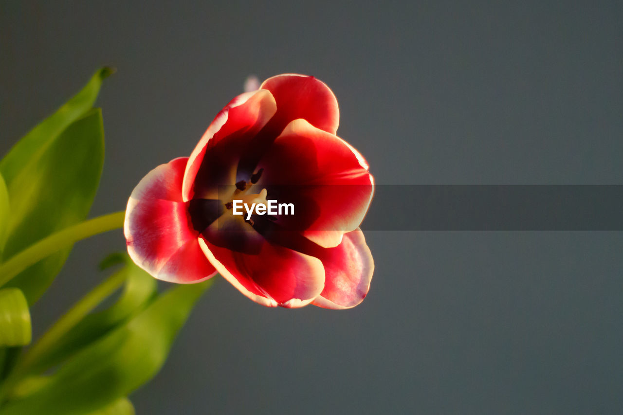 Close-up of red tulip against grey background