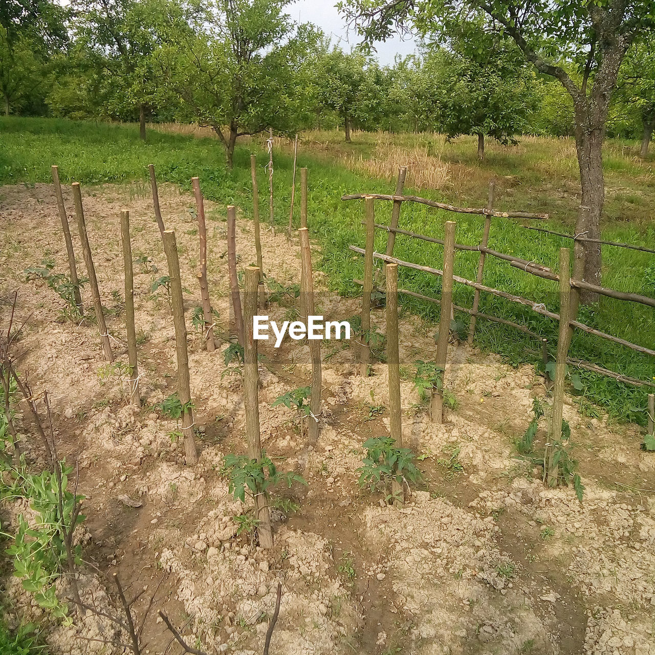 TREES ON FIELD