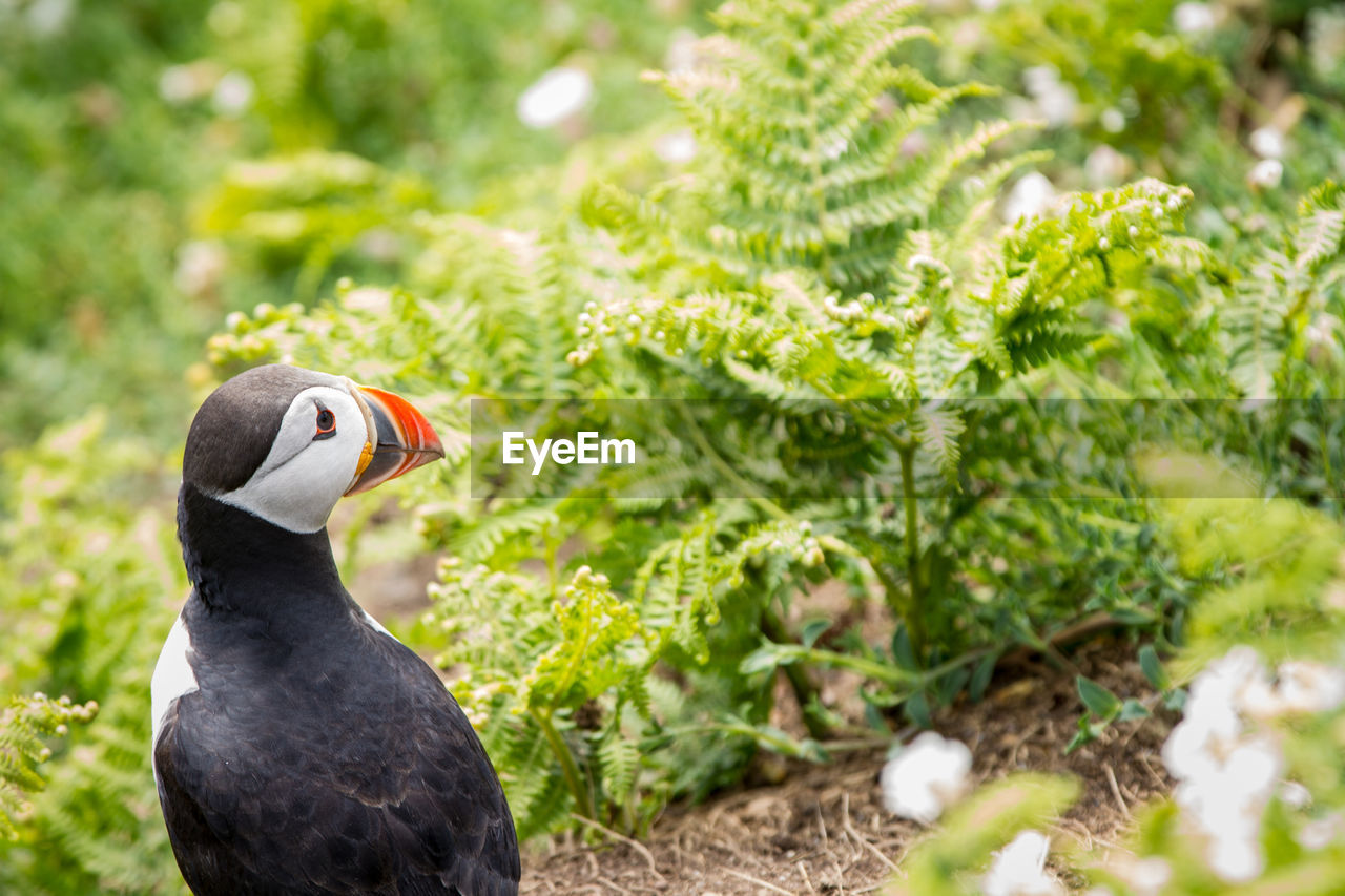 High angle view of puffin looking away by plants