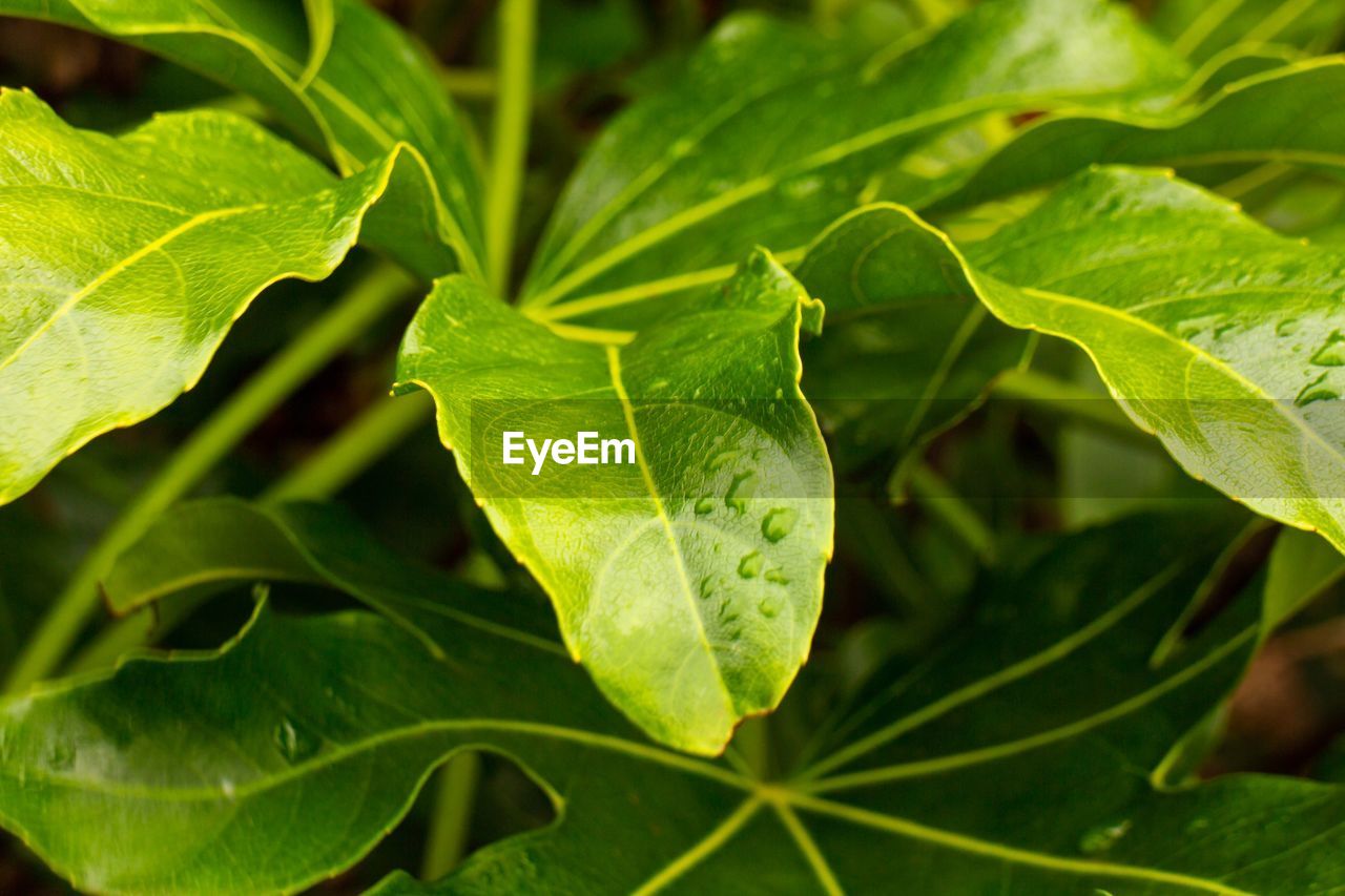 Close-up of green leaves