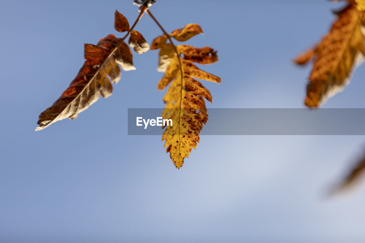 Low angle view of autumnal leaves against clear sky