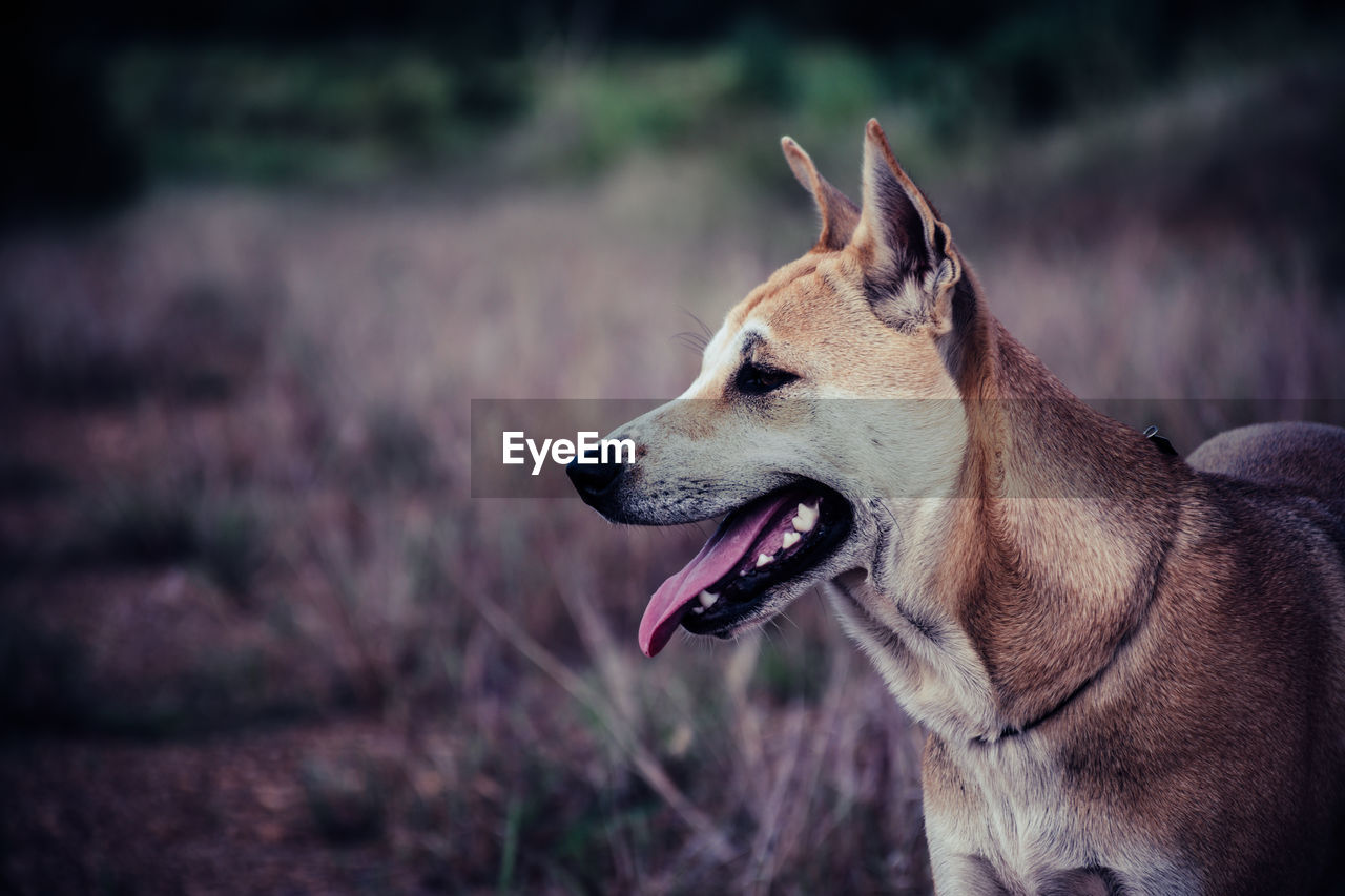 Close-up of a dog looking away