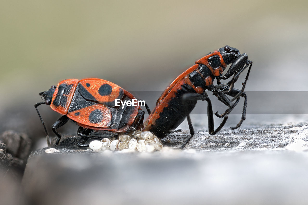 CLOSE-UP OF INSECT ON A SURFACE