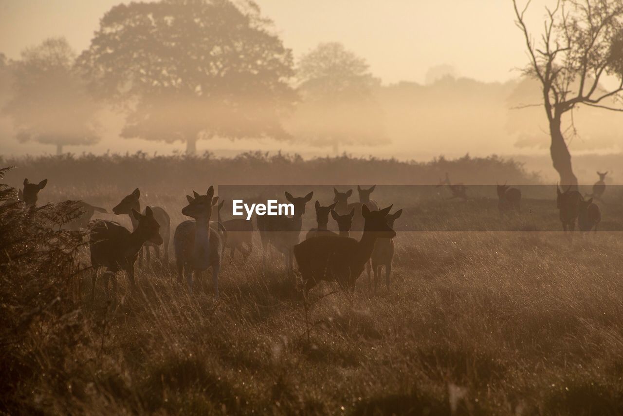 Deers on field