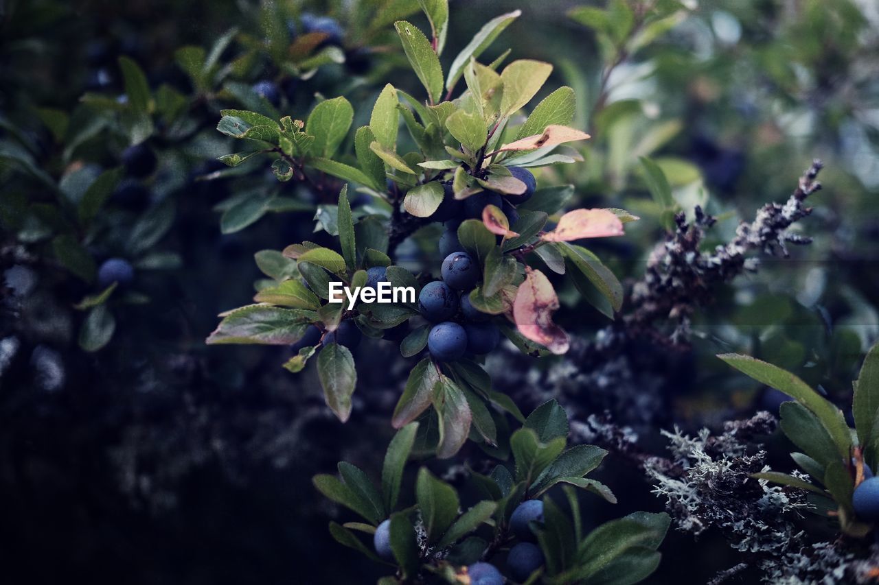 Close-up of berries growing on tree