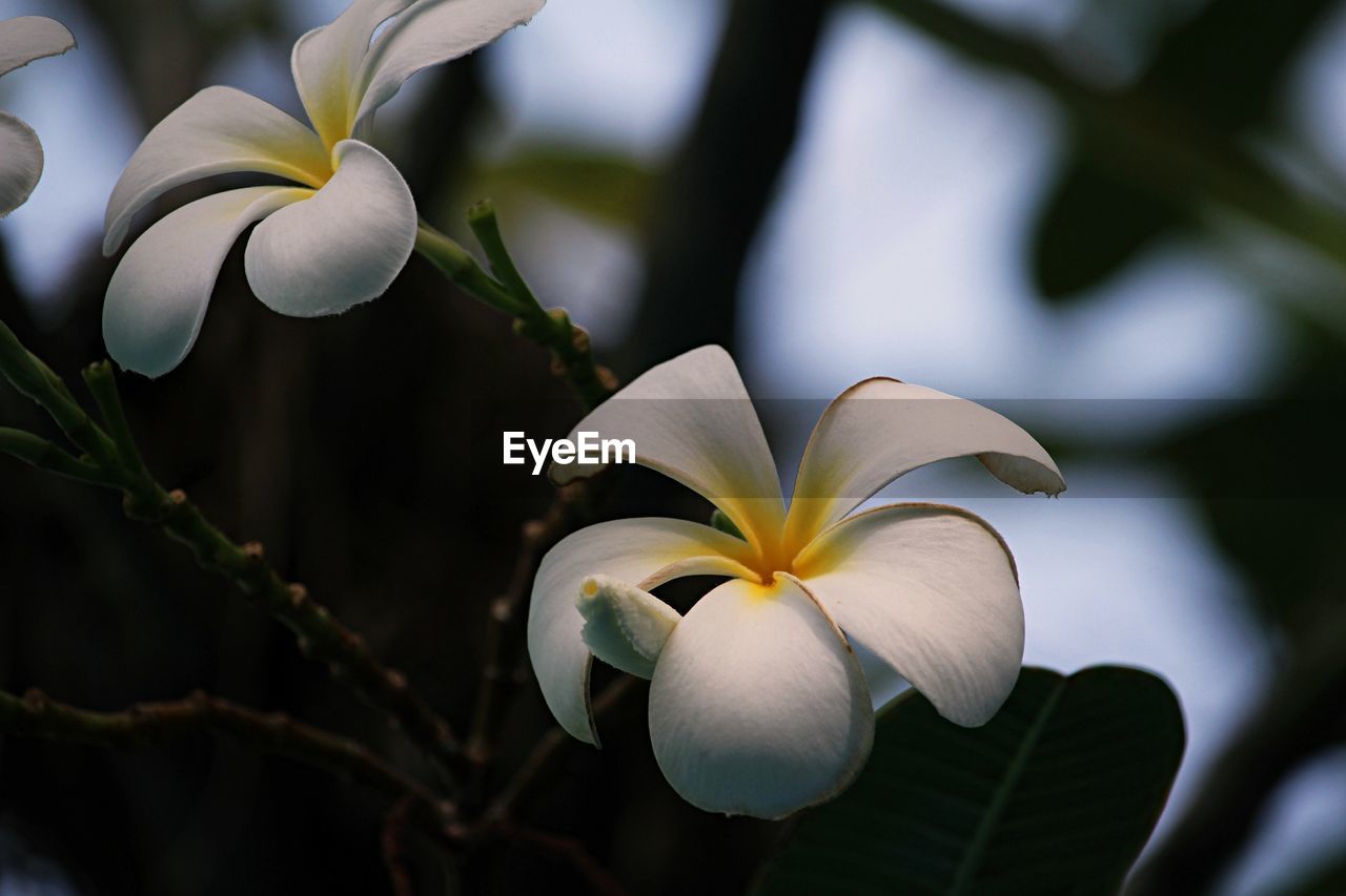 flower, plant, flowering plant, nature, close-up, blossom, yellow, beauty in nature, green, freshness, macro photography, frangipani, leaf, petal, flower head, inflorescence, white, sunlight, no people, fragility, outdoors, growth, tree, focus on foreground, springtime, botany, plant part, branch