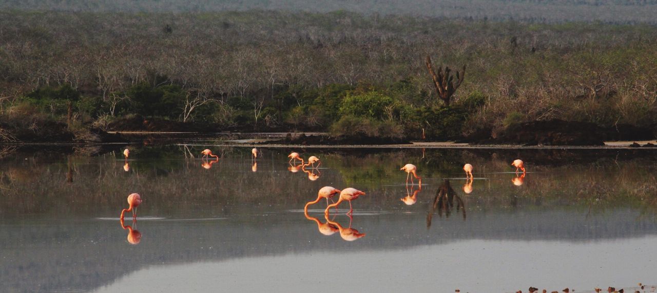 REFLECTION OF TREES IN WATER