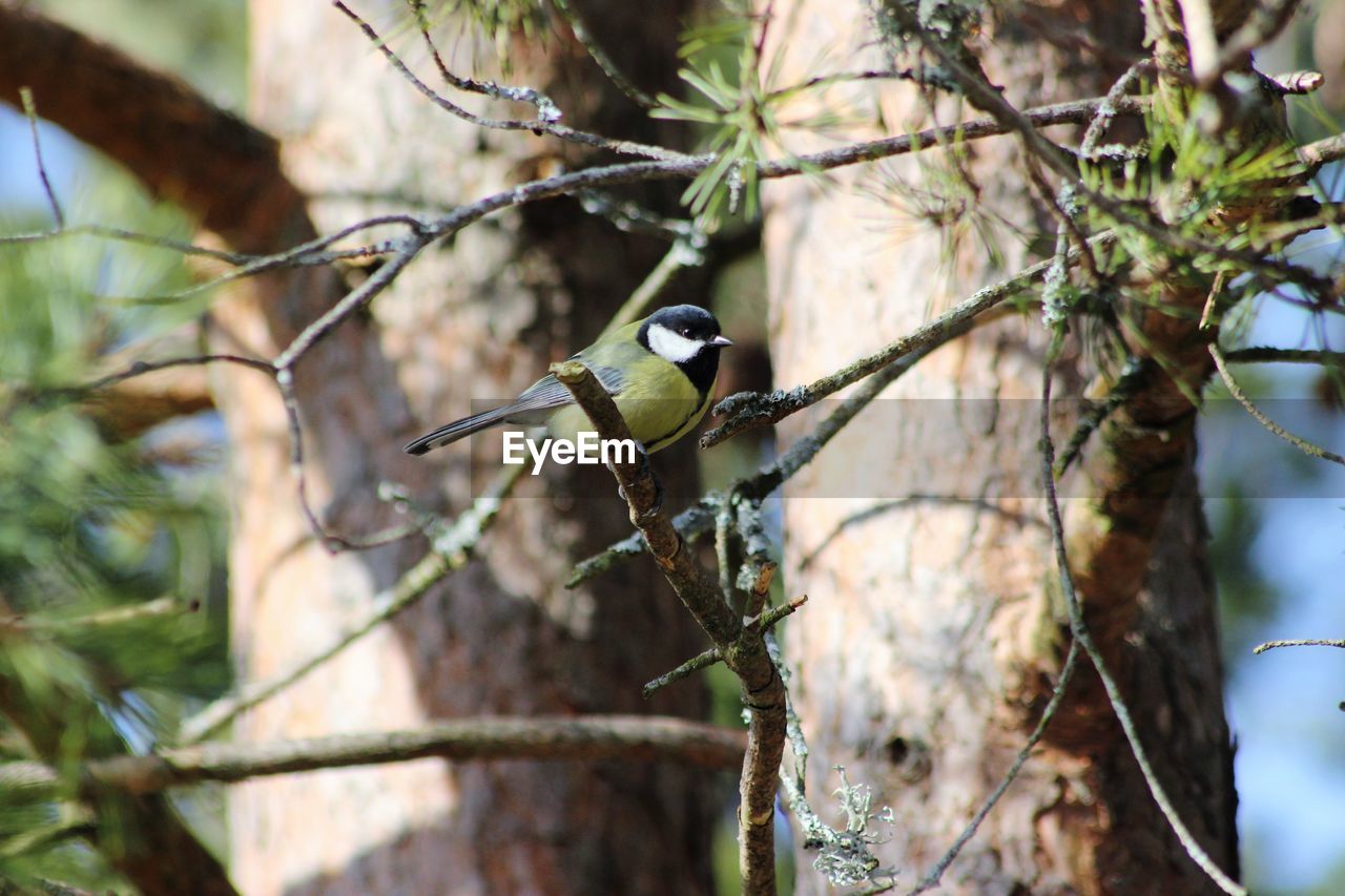 BIRD PERCHING ON BRANCH