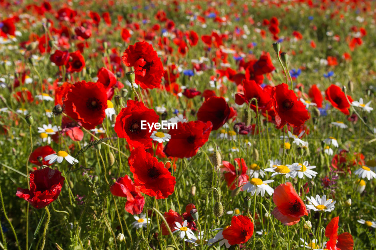 Close-up of red poppy flowers in field