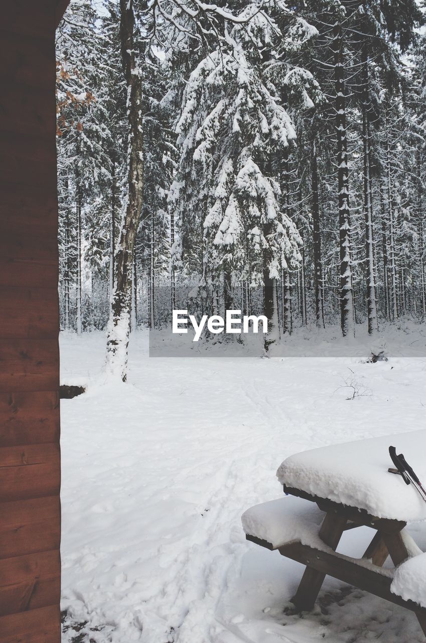 TREES ON SNOW COVERED LANDSCAPE