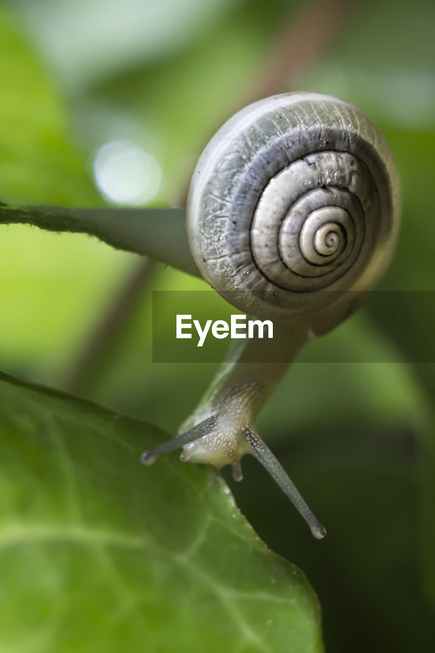 Close-up of snail on leaf