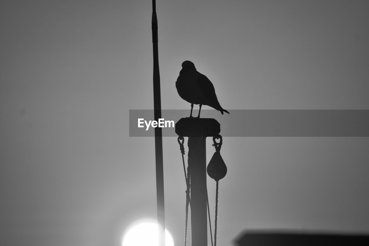 "Waiting on The Sun" Sunrise Silhouette Black And White Bird Perching Animal Sky Low Angle View Clear Sky Outdoors