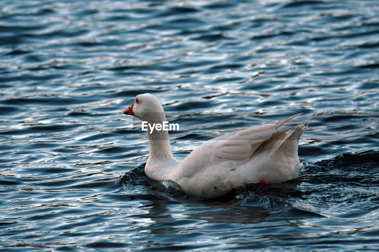 SWAN SWIMMING ON LAKE