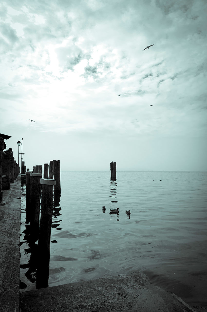 BIRDS IN SEA AGAINST SKY