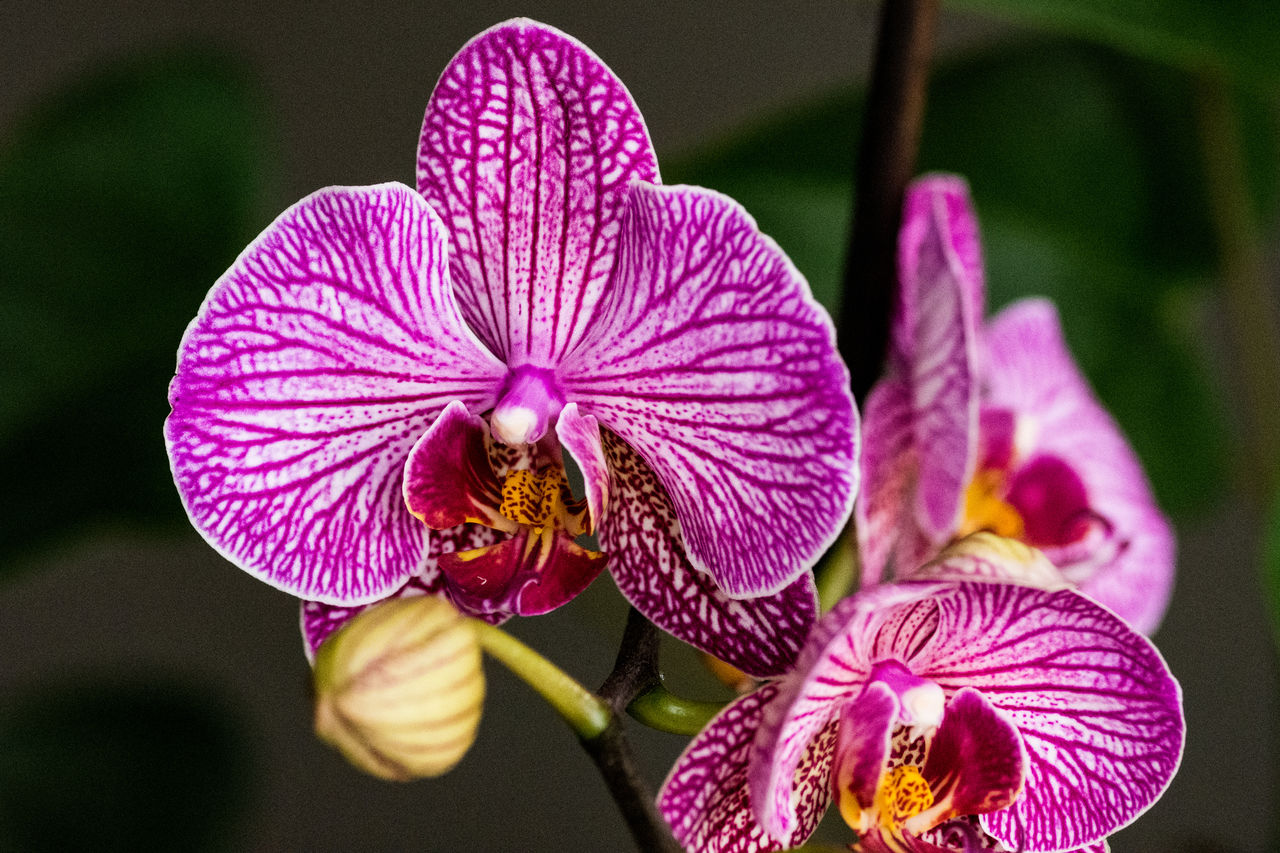 CLOSE-UP OF PURPLE ORCHID FLOWERS ON PLANT