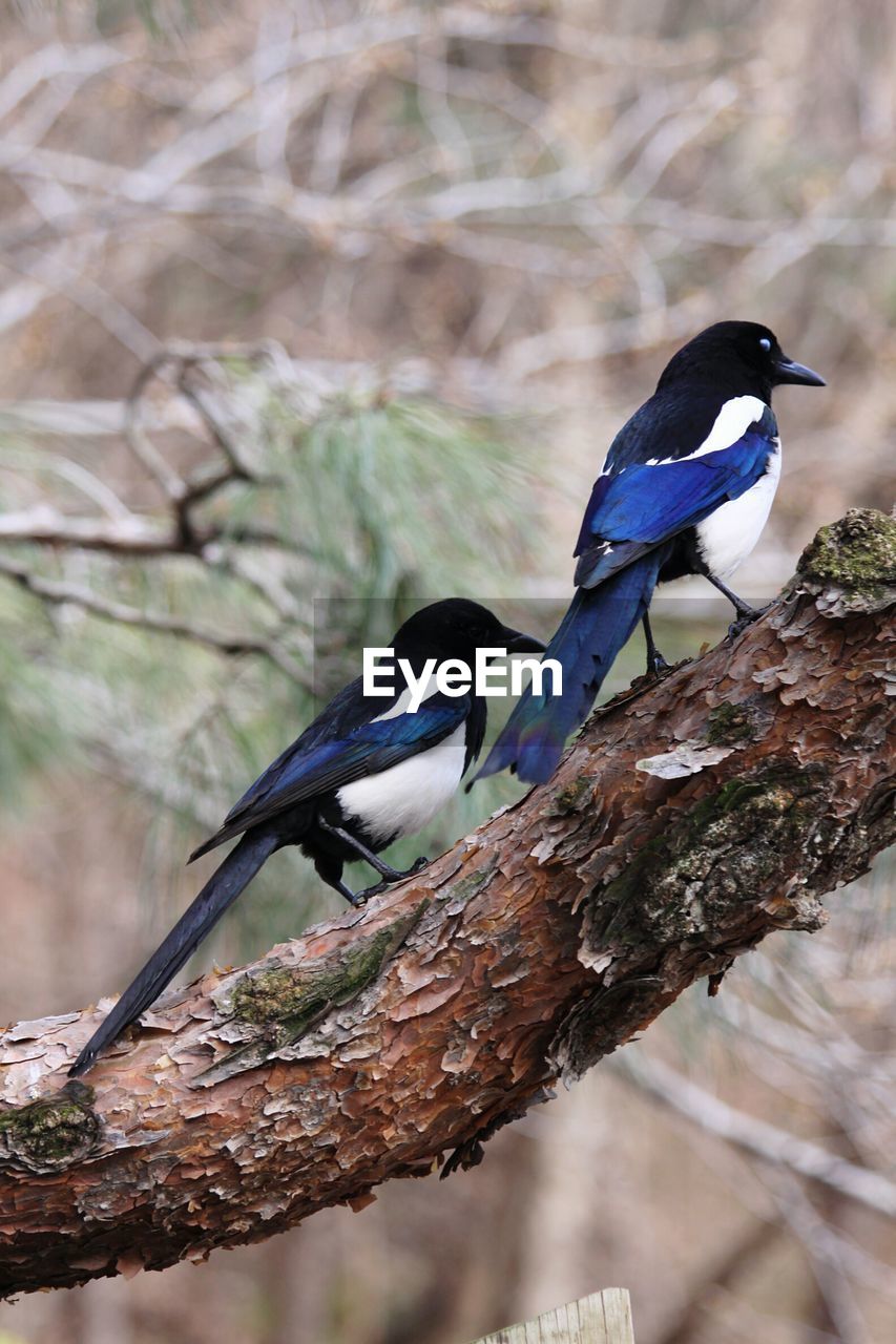 Birds perching on branch