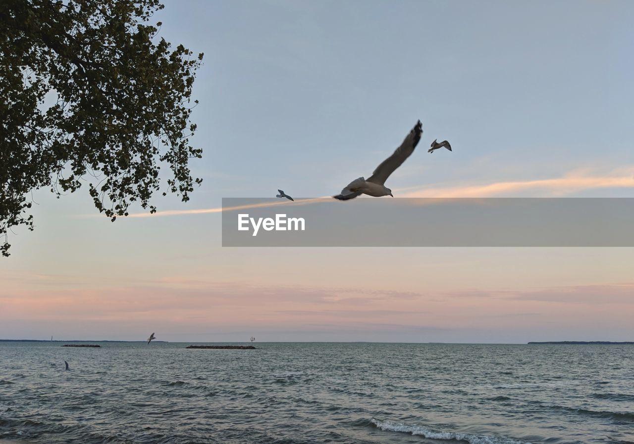 SEAGULLS FLYING OVER SEA DURING SUNSET
